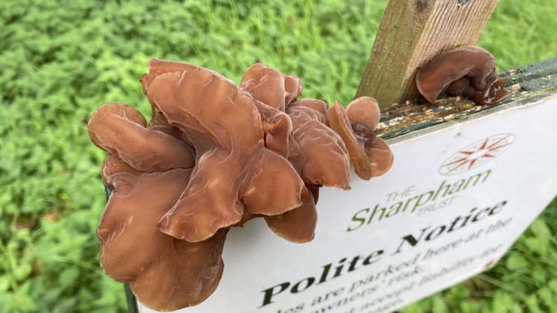 Fantastic Fungi Quest
