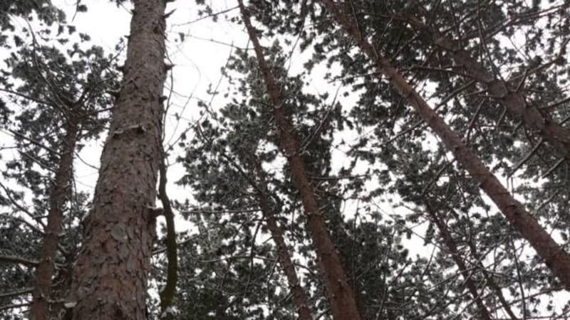 Saturday Retreat at Springwater Center
