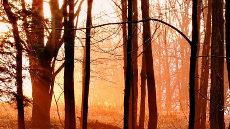 Open Meditative Dialogue with Guest Speaker (Online)