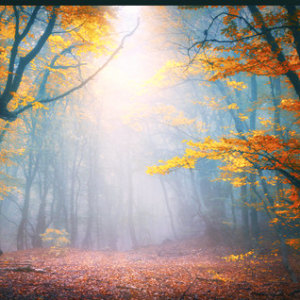 Song of the Last Tree