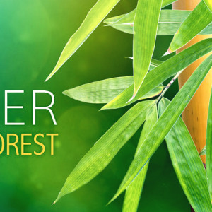 Bamboo Forest