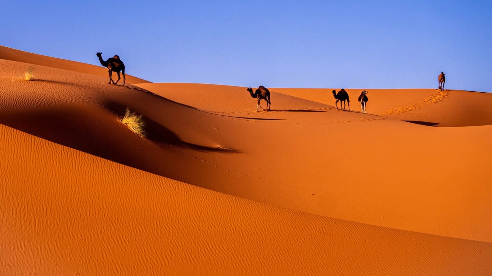 Moroccan Eclipse Journey: From Hammam to Horizon