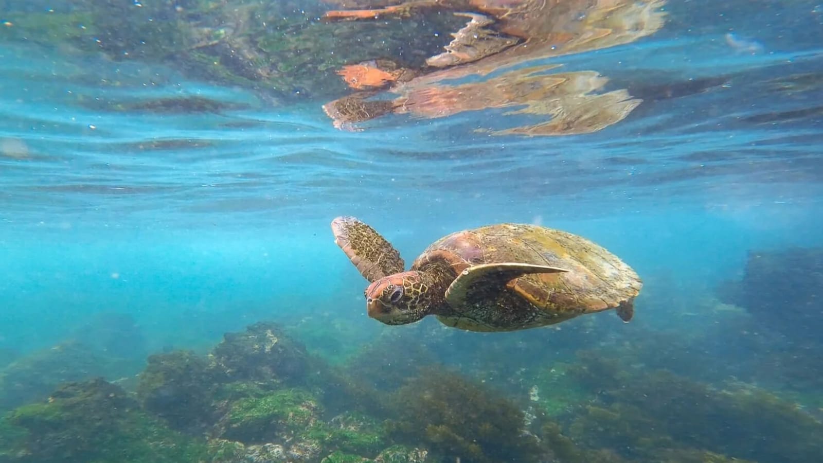 Follow Your Light in the Galapagos: A Yoga Retreat on Isla Santa Cruz