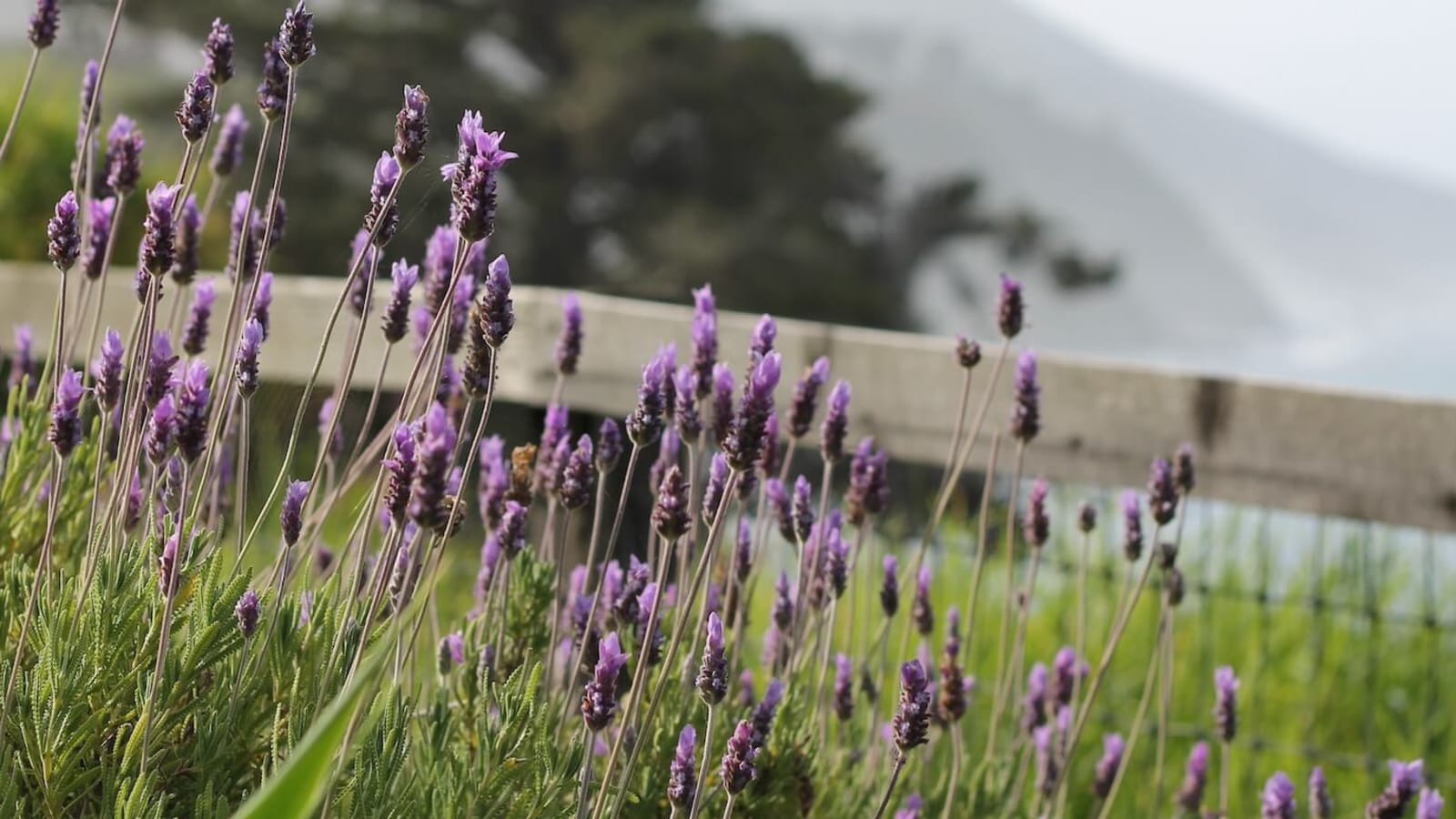Embodying Joy: Relaxing the Body Into Being