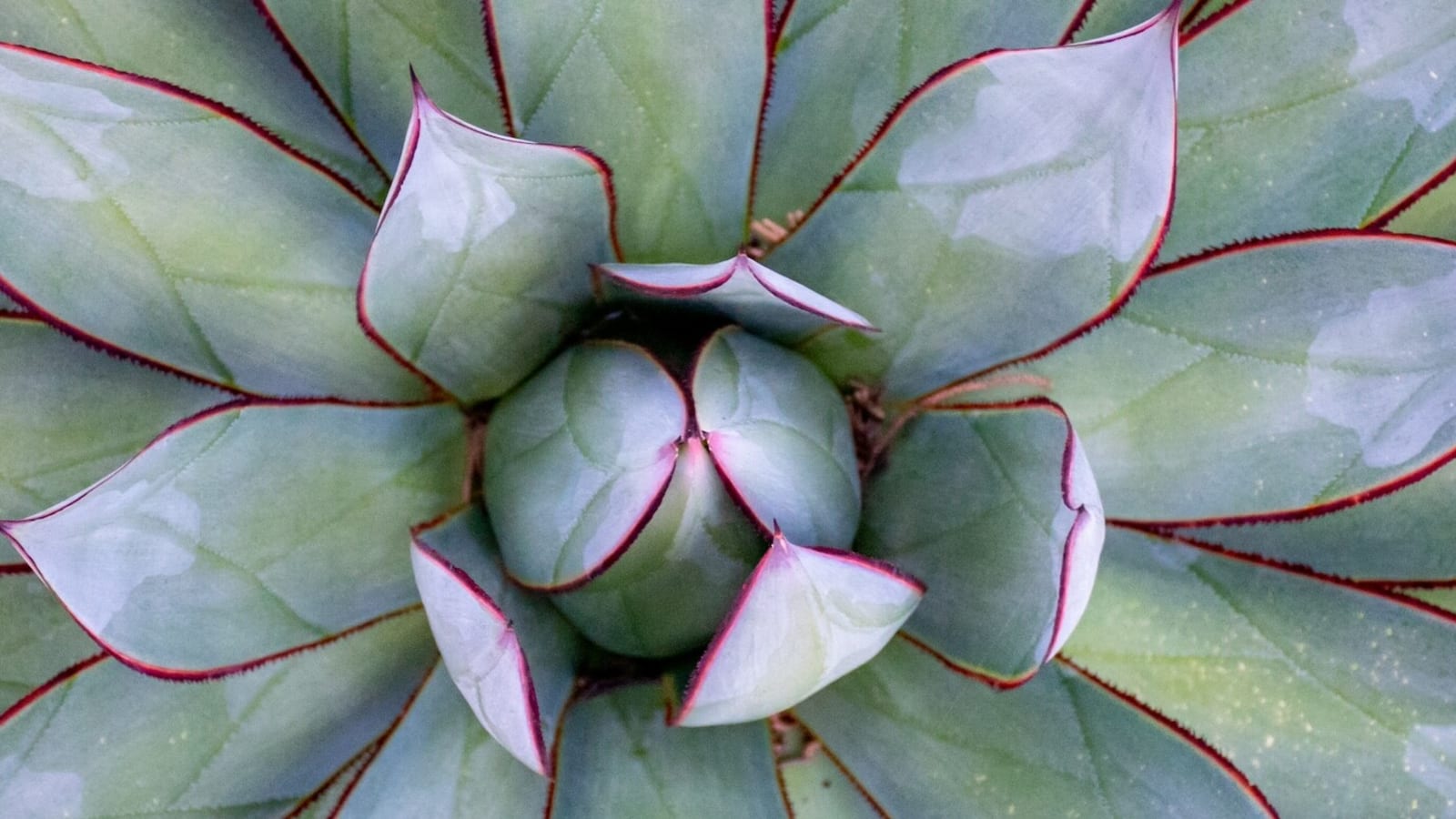 Soma & Soul: Come Home to Self Through Somatic Wisdom and Embodied Relating