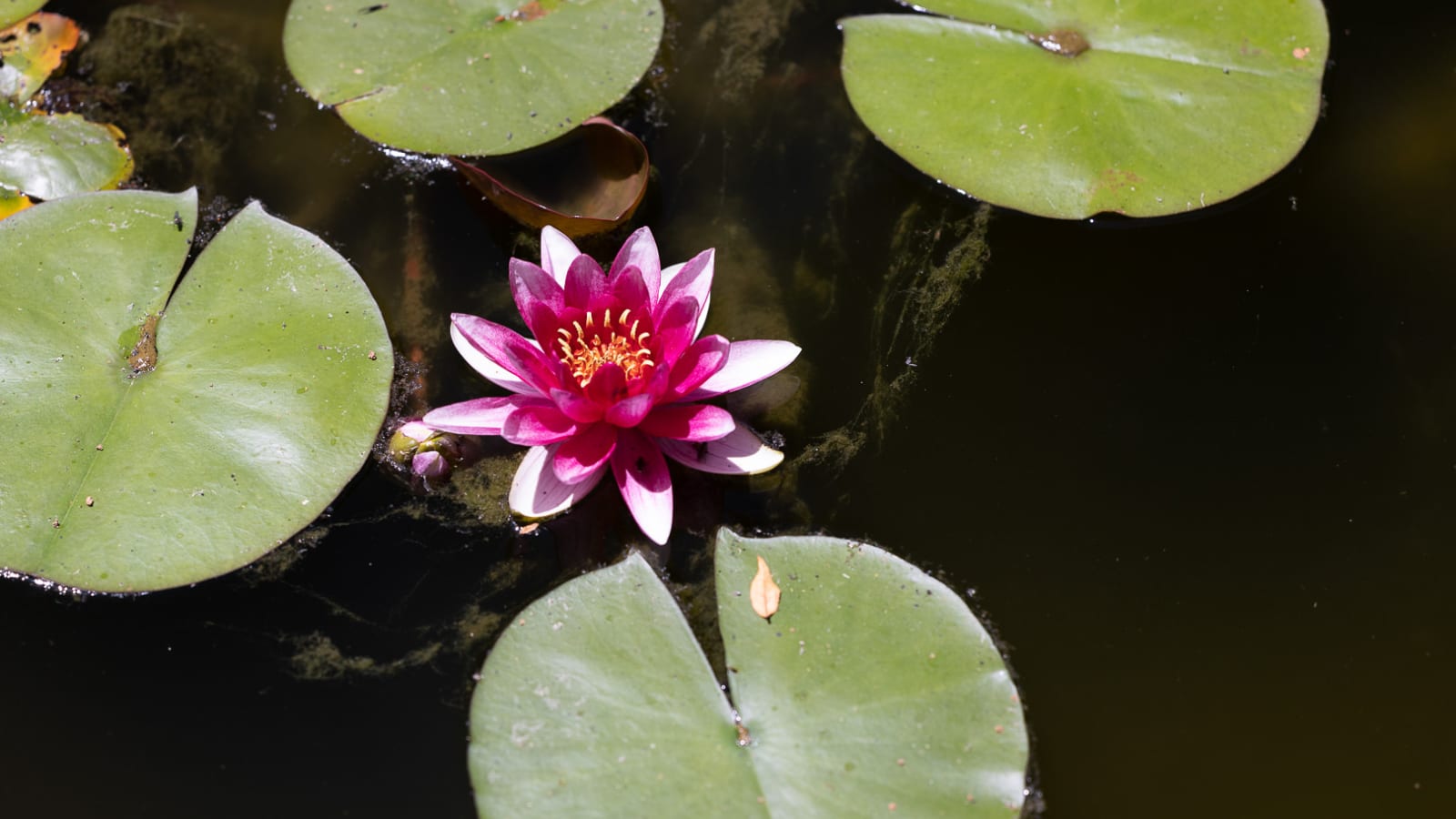 Day of Mindfulness