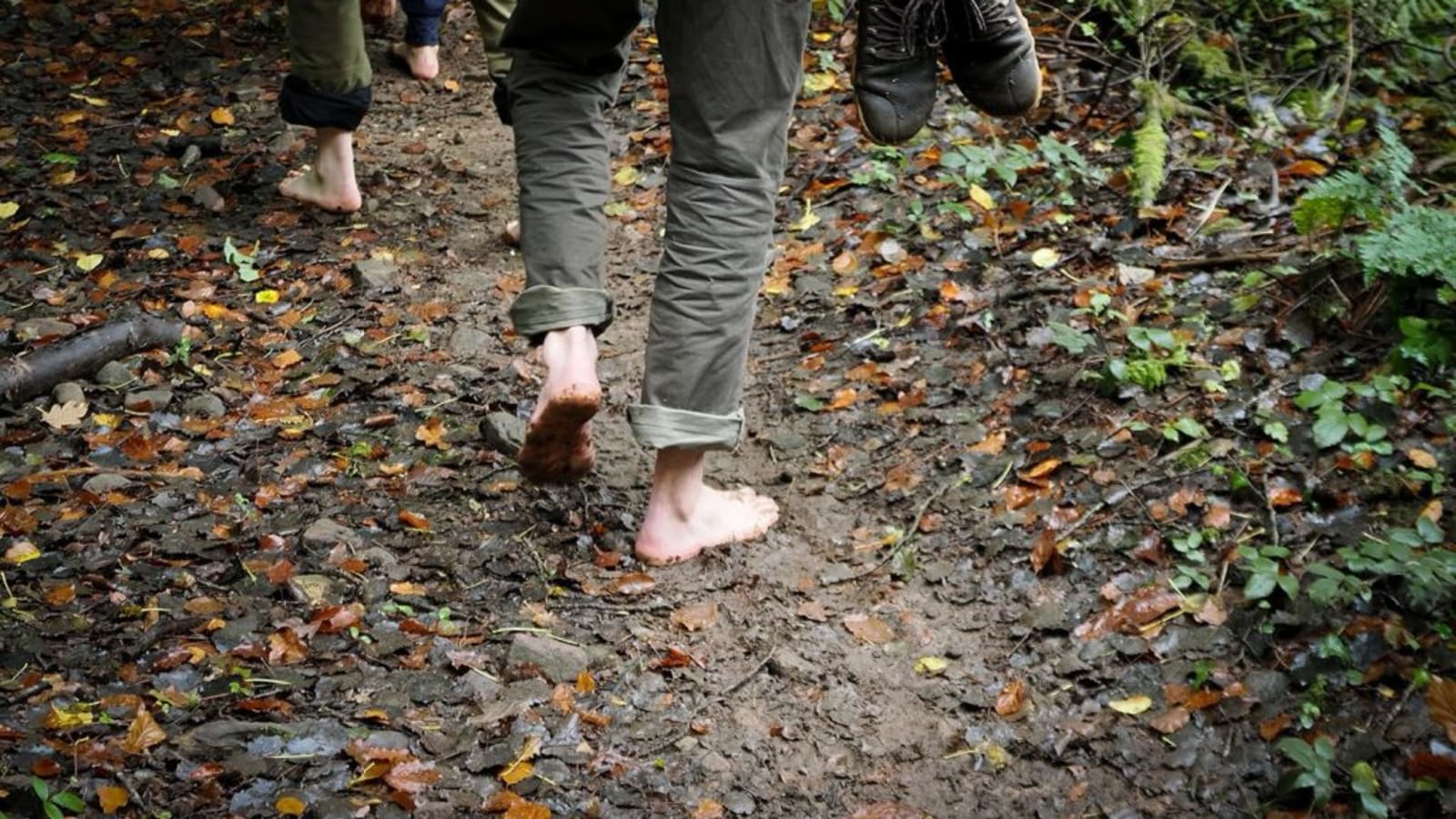 Group Forest Bathing, Hill Farm Tintern