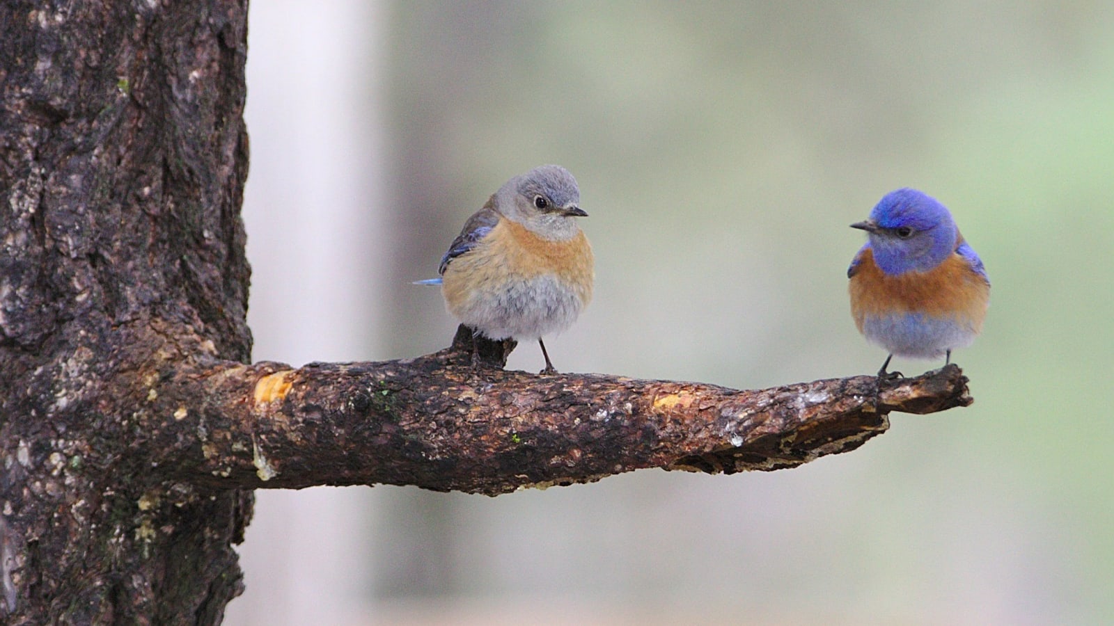 Birds in Bloom: A Sedona Hiking, Nature and Mindfulness Retreat