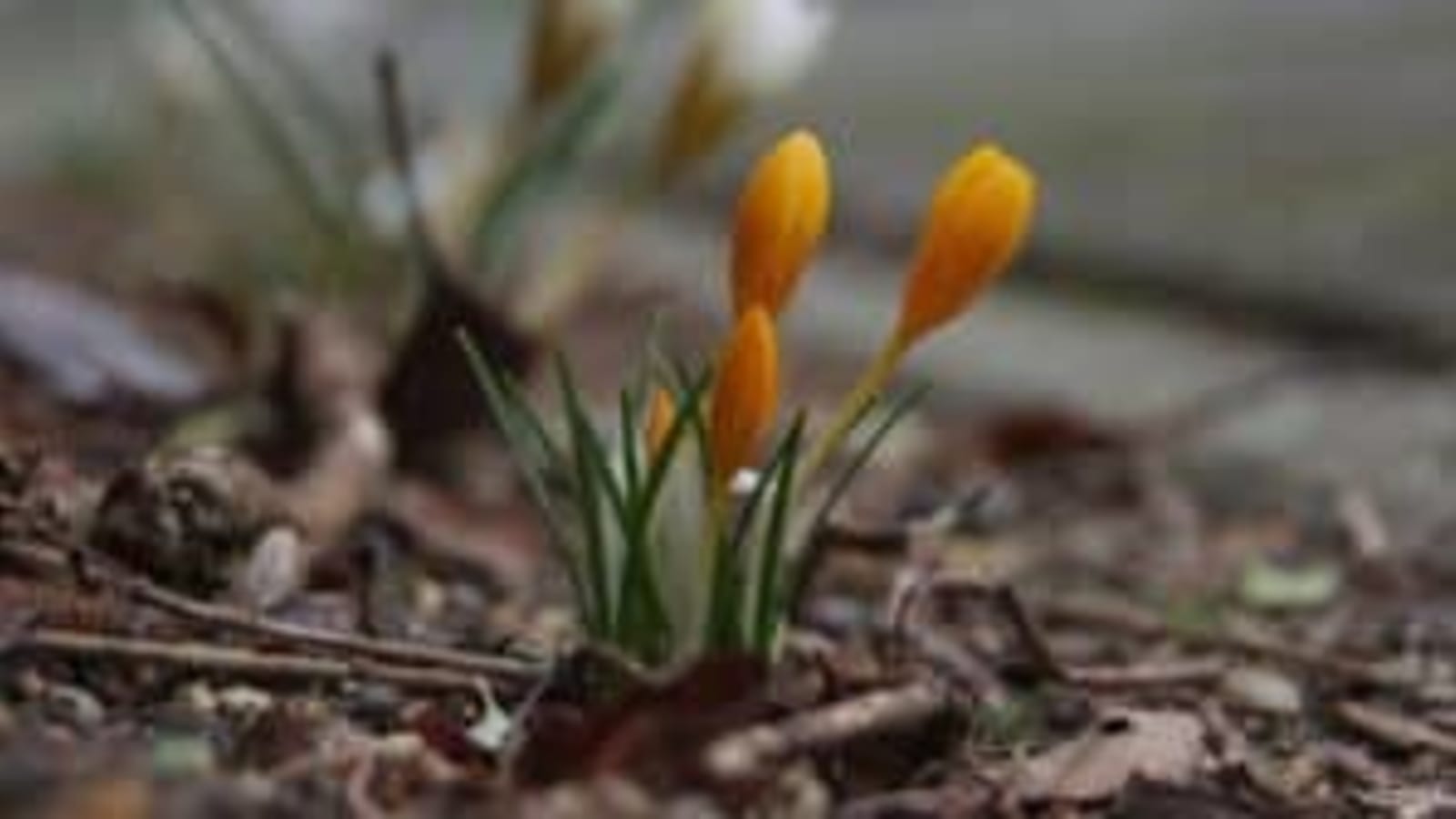 Wild Compassion: Finding Holy Ground (Hybrid Retreat)