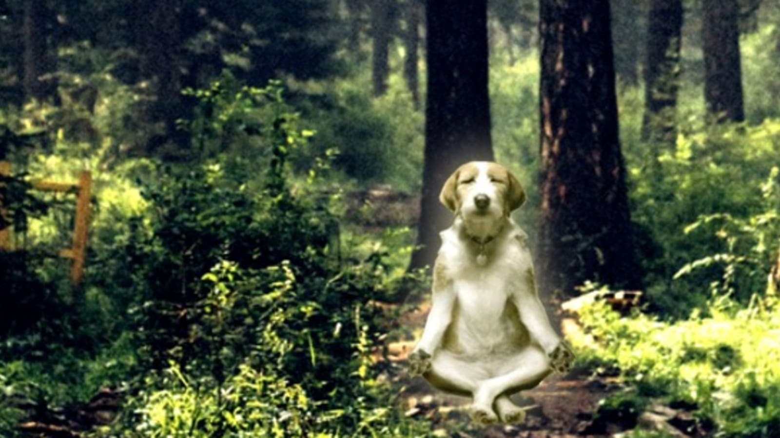 Mindfulness Training