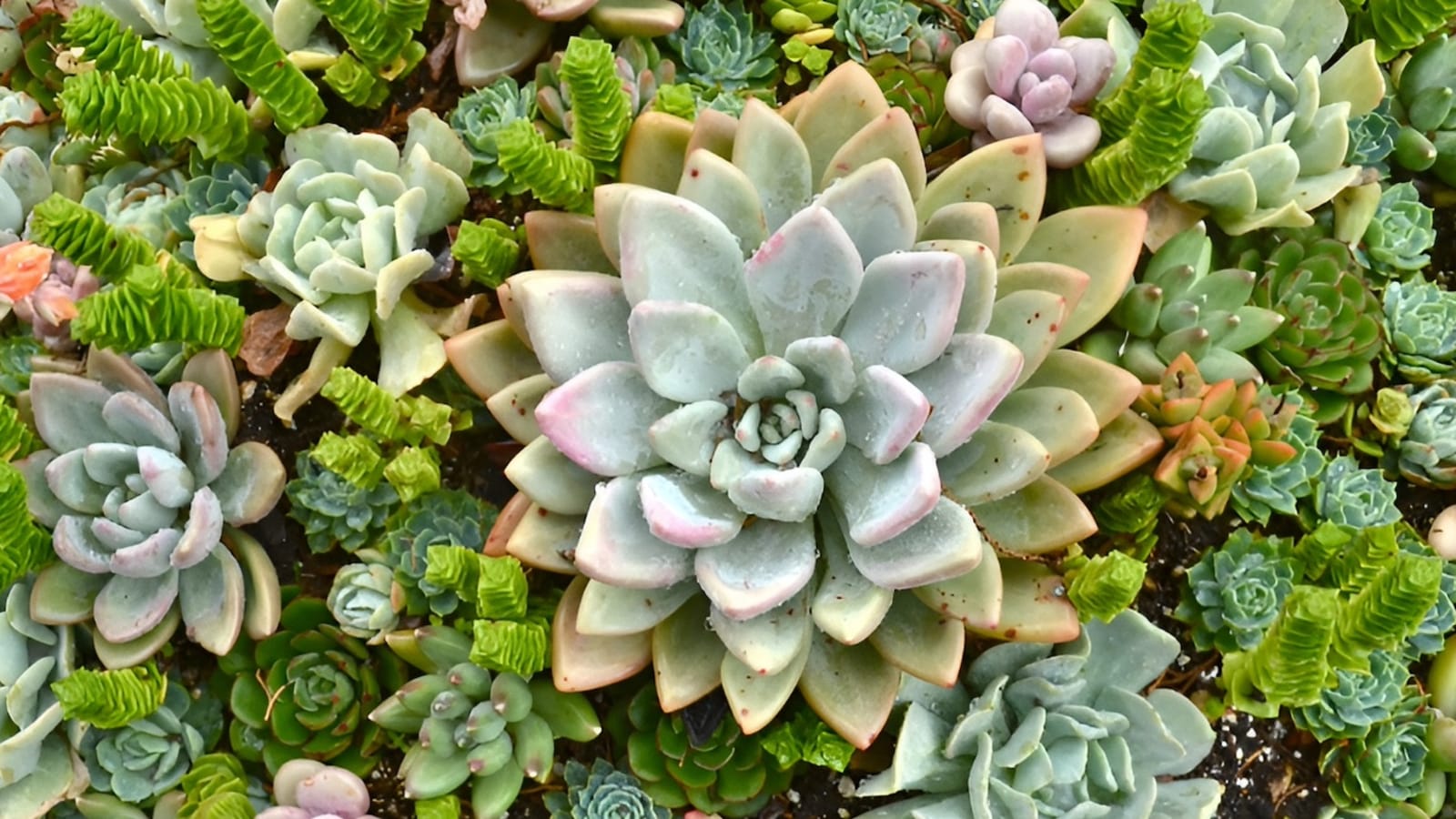 Pleasure Alchemy: Deepening Emotional Intelligence Through Rituals and Sensual Somatics