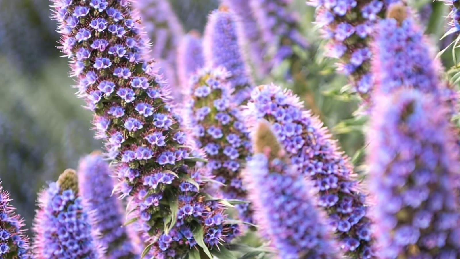 Awakening Spring Within: Somatic Herbalism, Plant Spirit Meditation, and Nature Connection