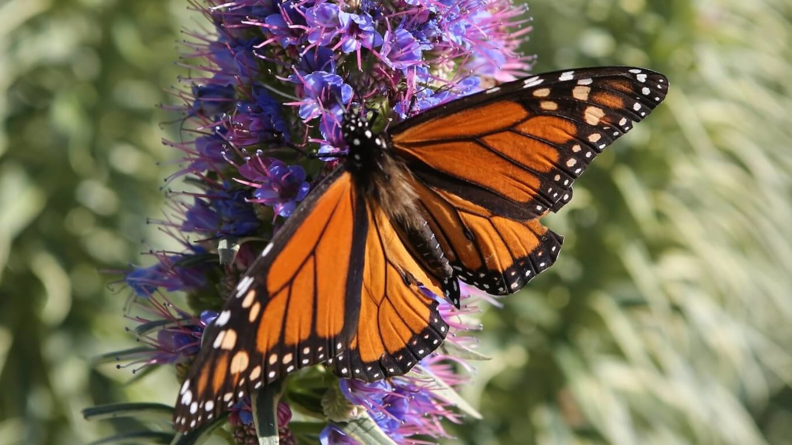 Free Your Energy, Transform Your Life: Liberate Emotions and Creative Change with Biofield Science, Psychoneuroimmunology, and Tantric Healing