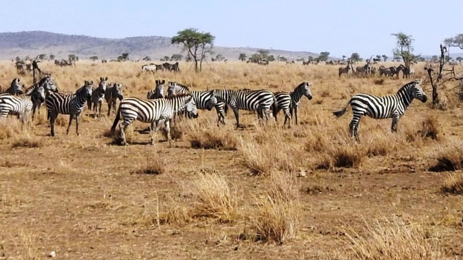 Tanzania: The Primal Rhythm of the Wild