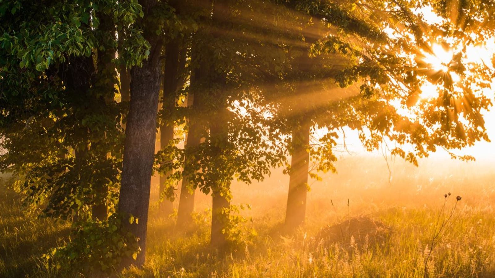 The Language of the Soul