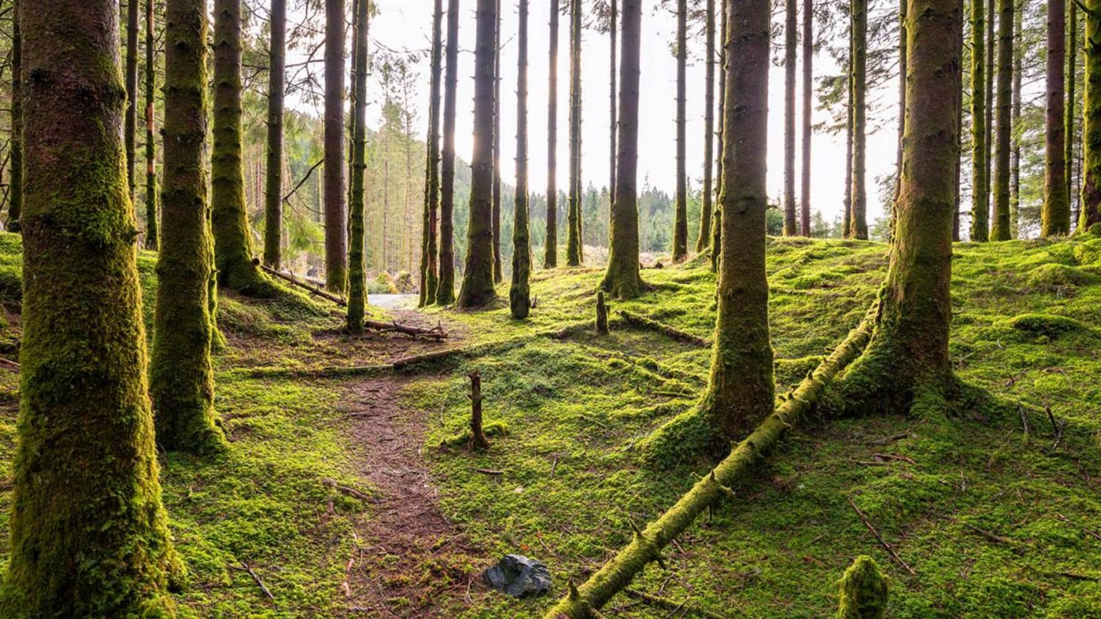 North Star Rising: Finding Your Way in Turbulent Times
