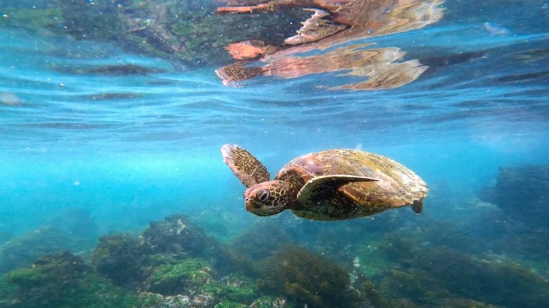 Follow Your Light in the Galapagos: A Yoga Retreat on Isla Santa Cruz