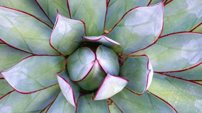 Soma & Soul: Come Home to Self Through Somatic Wisdom and Embodied Relating