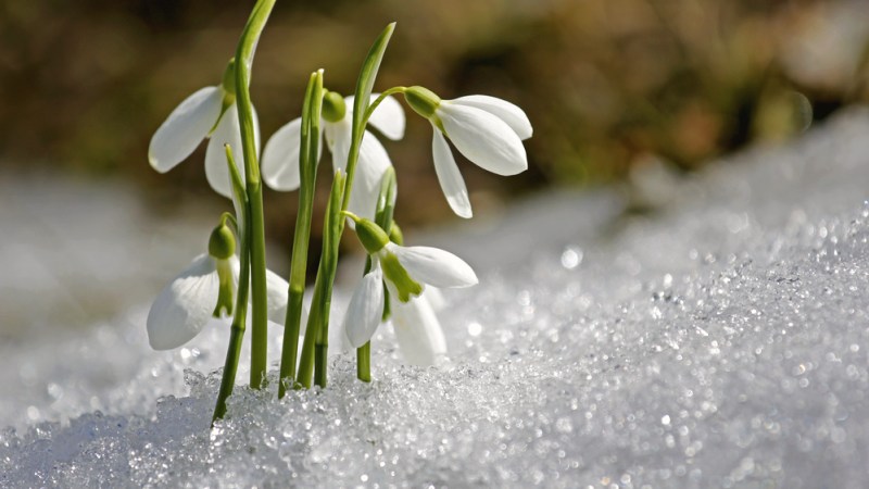 Weekend Retreat at Healing Spring Monastery (Jan 8–10)