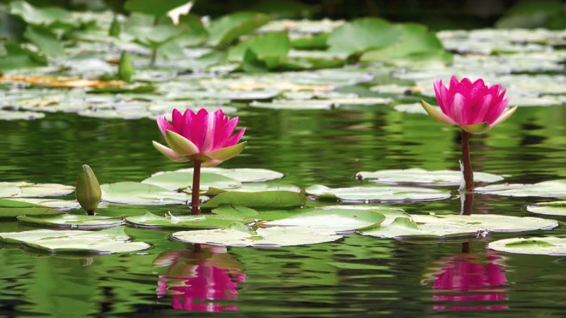 Om Mani Padme Hum Song: A Channeled Mantra's Light and Dark