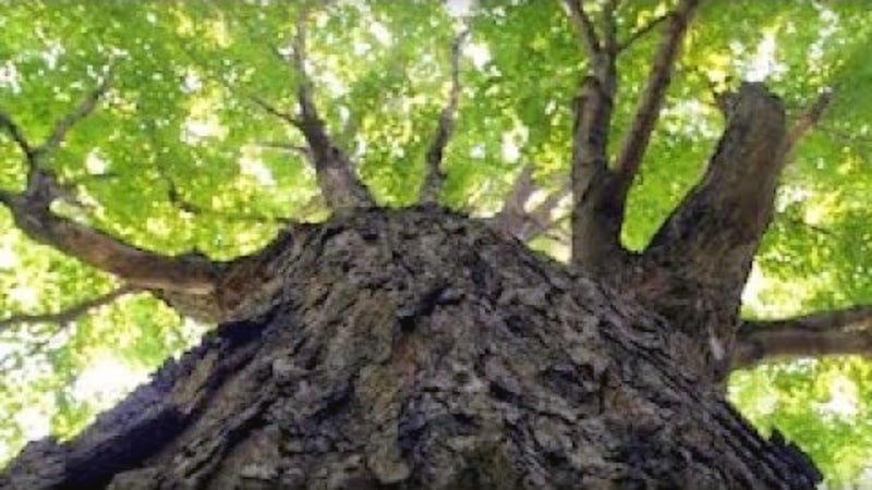Standing Like a Tree: Environmental Song of Resistance