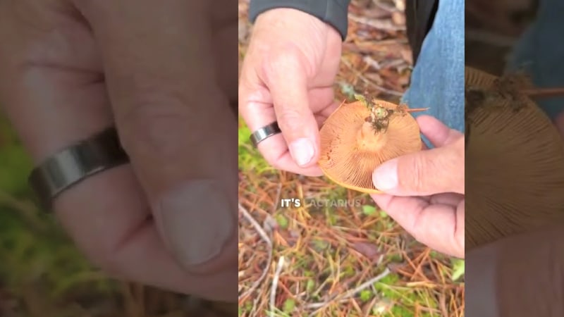 Lactarius Deliciosus: Identifying & Foraging the Saffron Cap