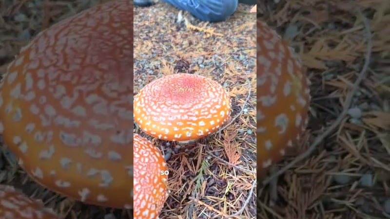 Amanita Muscaria: History, Identification & Safety of Fly Agaric
