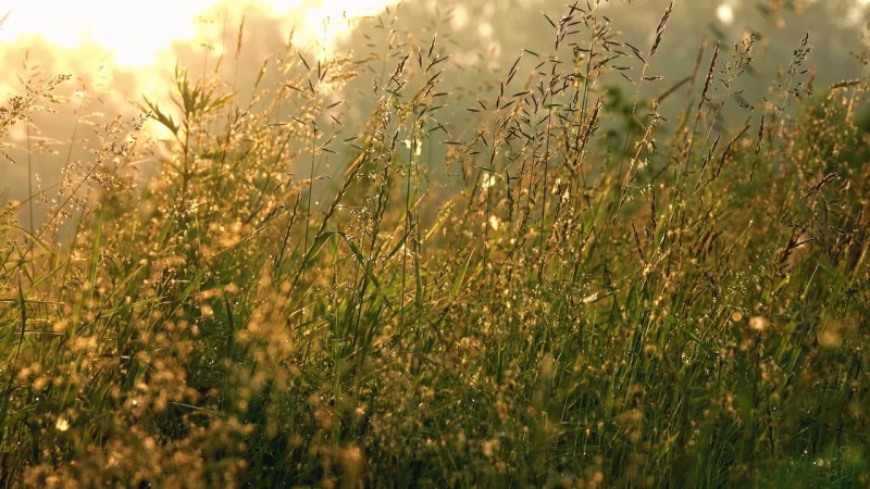 Five-Minute Morning Gratitude Meditation: A Body-by-Body Practice