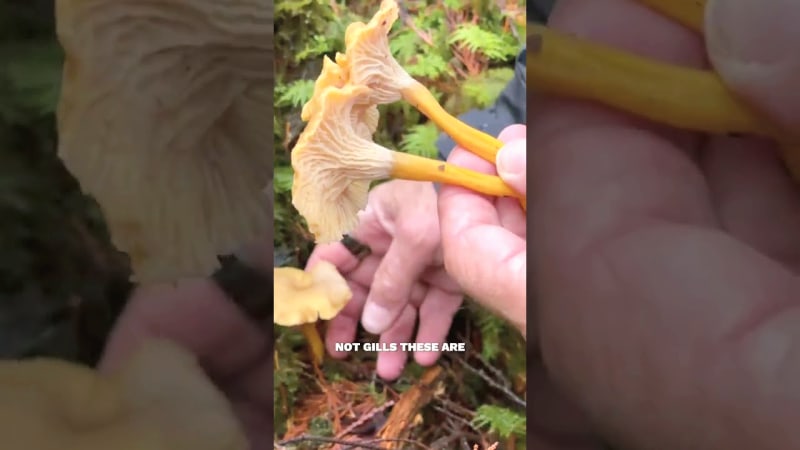 Winter Chanterelle: Late-Season Edible Mushroom Identification