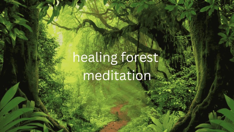 Forest Meditation: Healing Through Interconnection