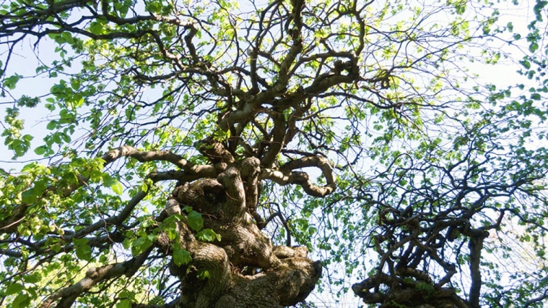 Come Back to You: Movement, Reflection, and Deep Rest