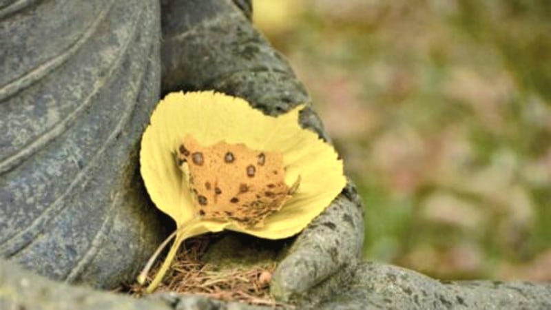 7-day Retreat at Healing Spring Monastery (Nov 20–26)