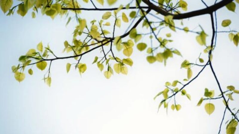 New Year's Retreat at Plum Village