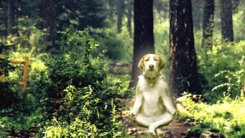 Mindfulness Training