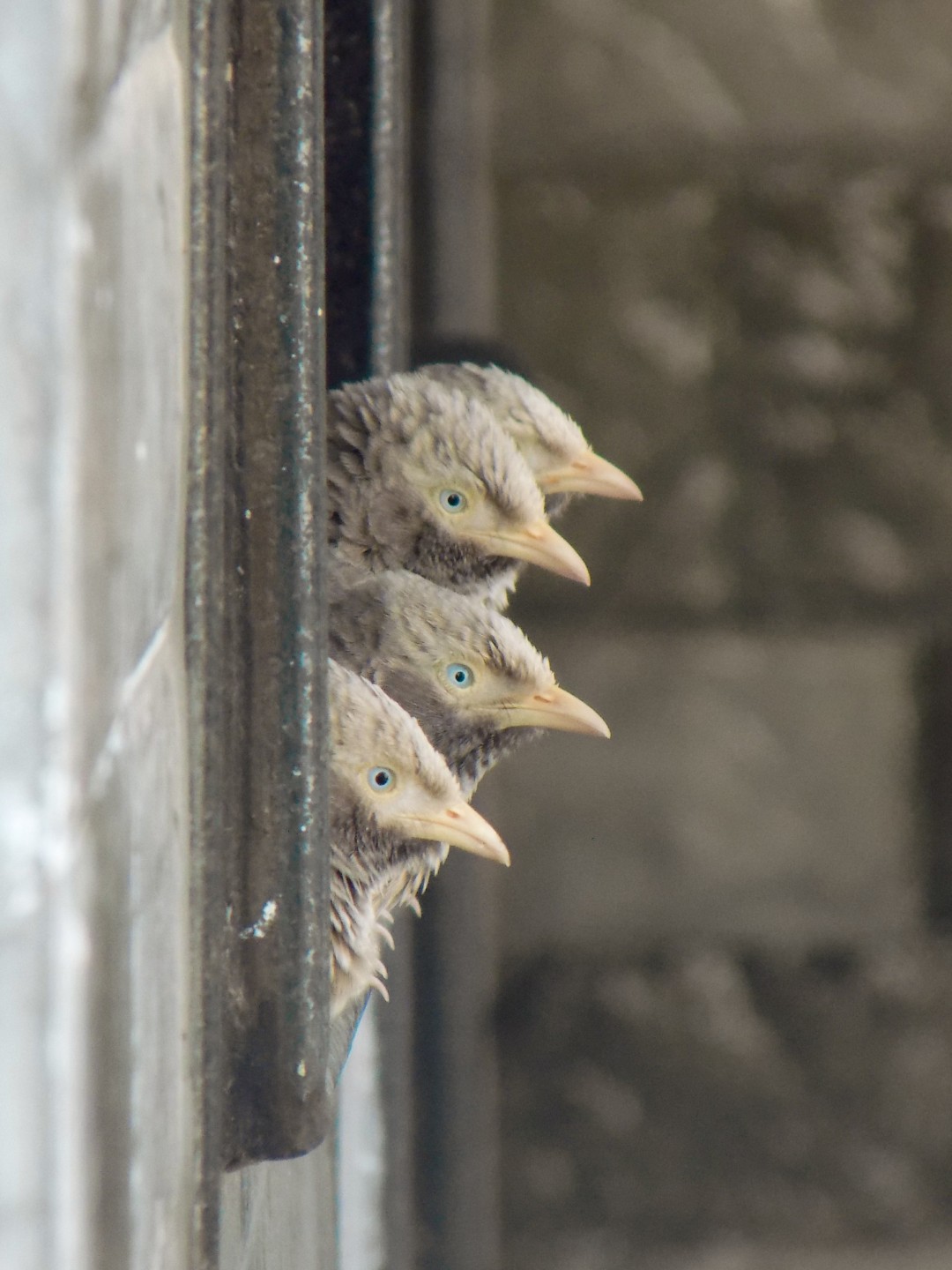 family of birds
