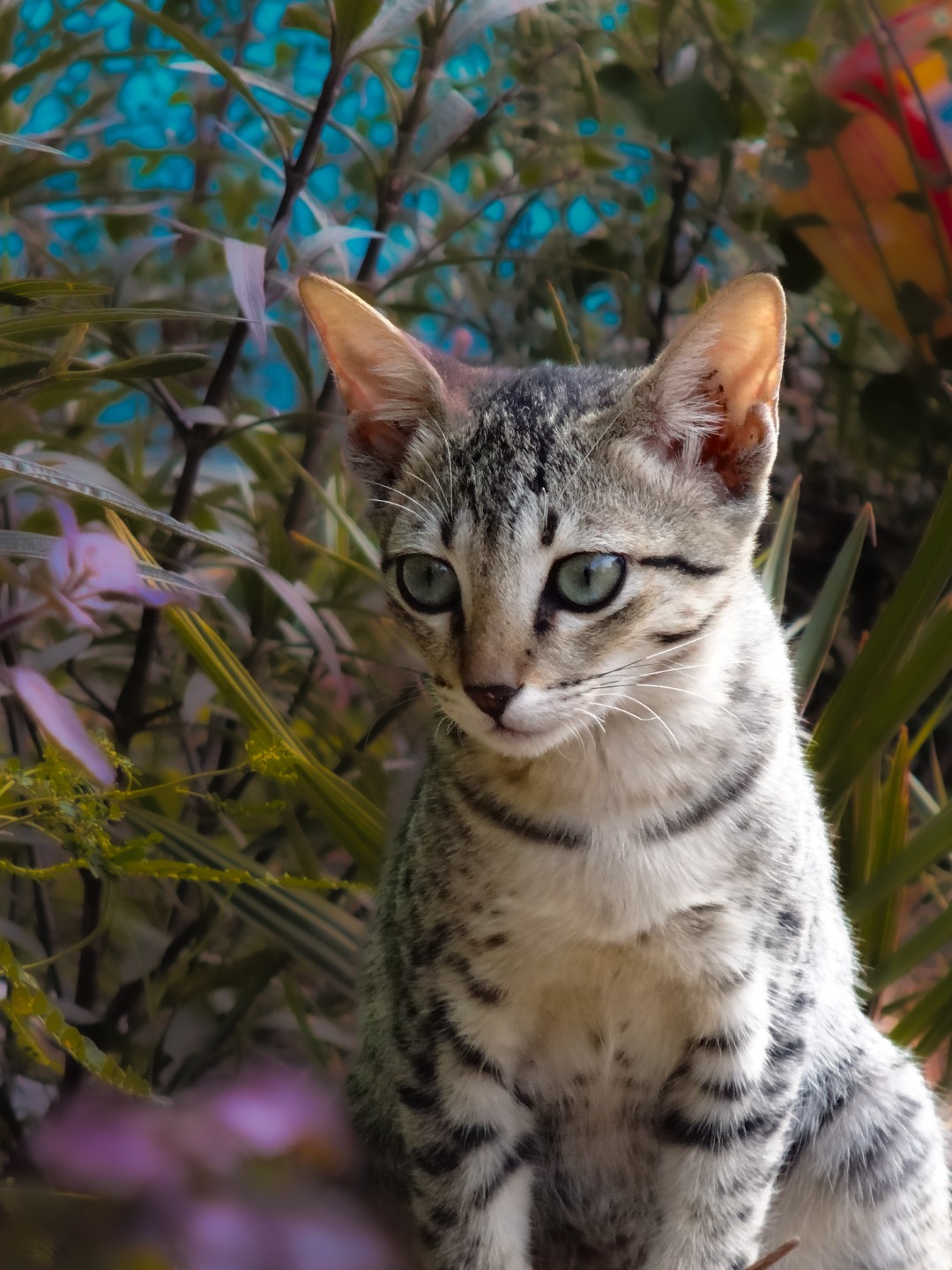 Pretty kitty lost its 9th soul