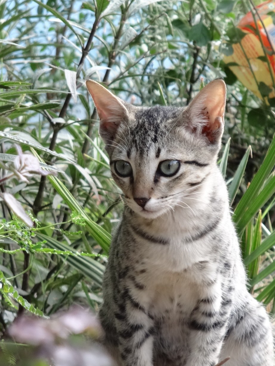 vivid cat graaded — before