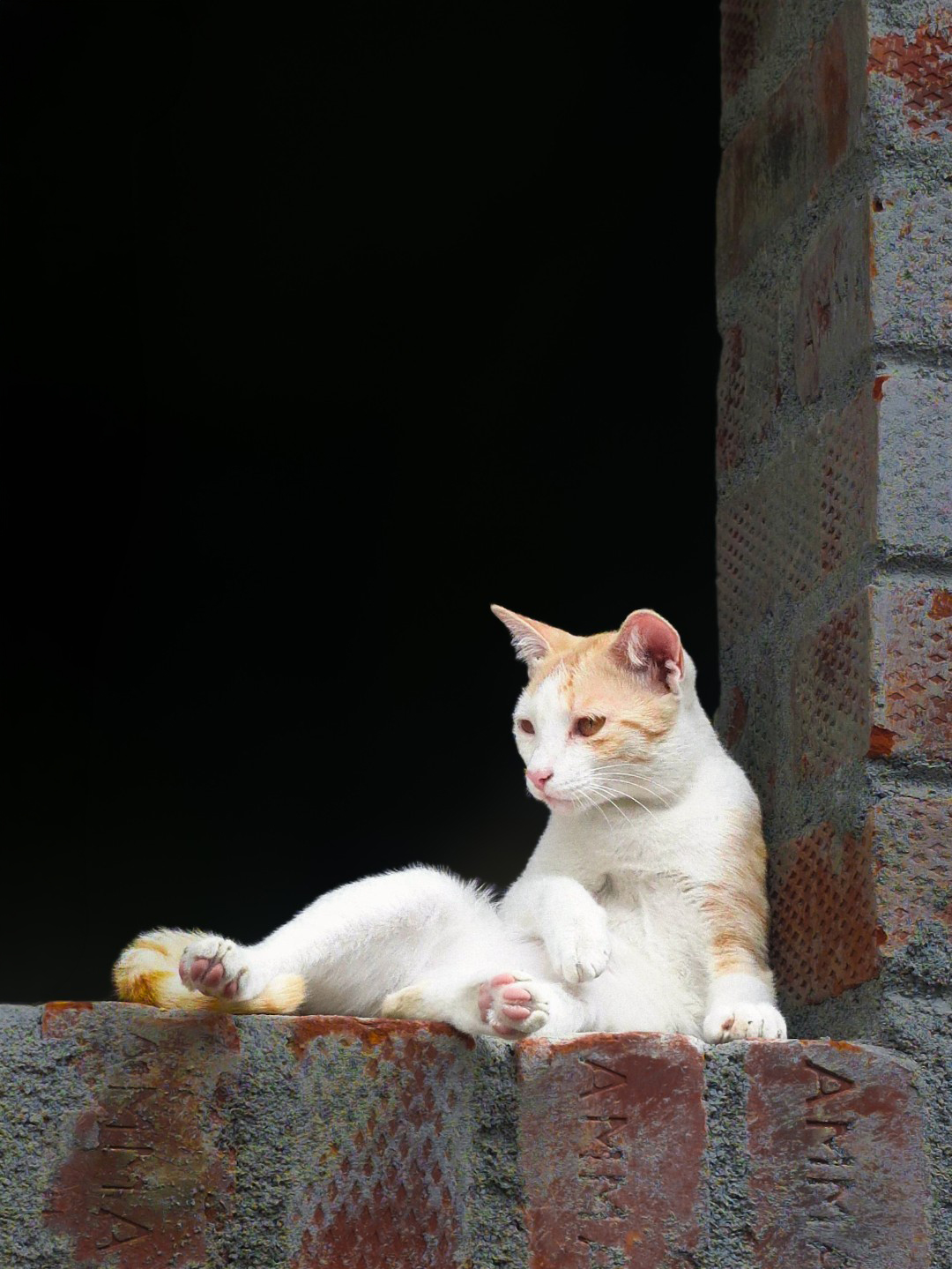 a tired kitty