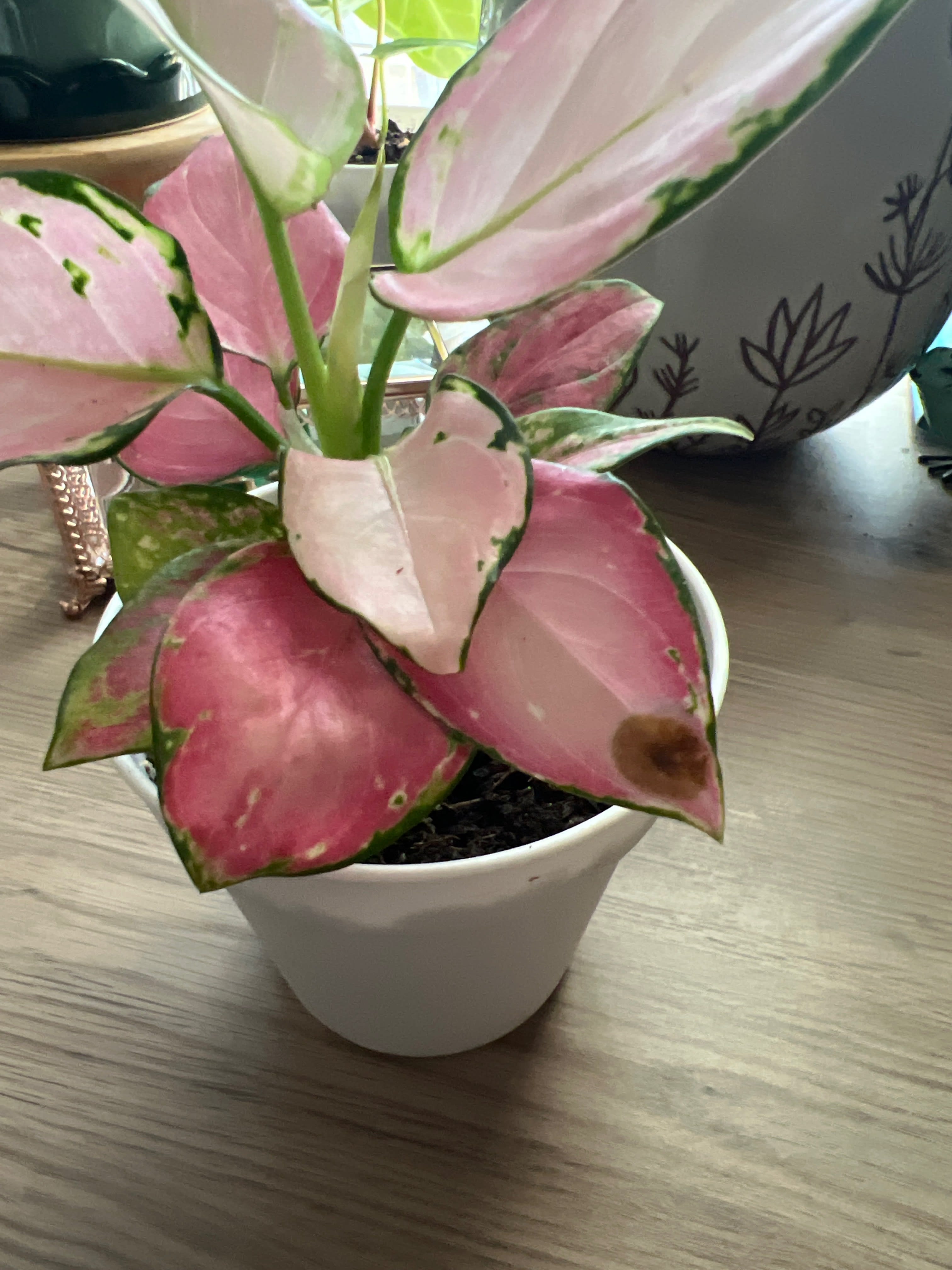 IMG_67DCC77F-8D05-4088-A882-2F5C3A73EAB1_e7rmyx