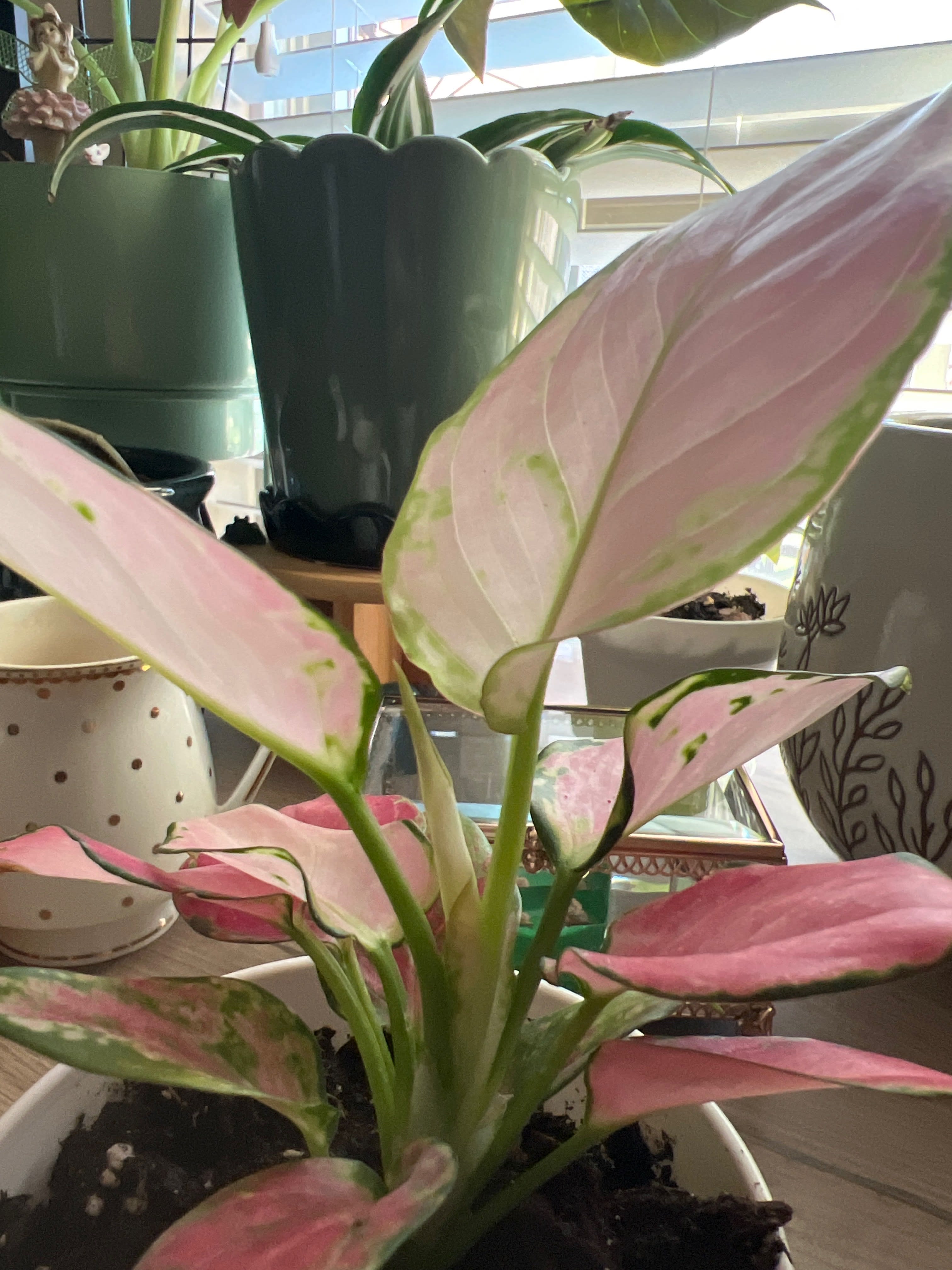 IMG_A4DC91A2-F73B-4040-BB64-4AE5ABE492E6_eg1gbr