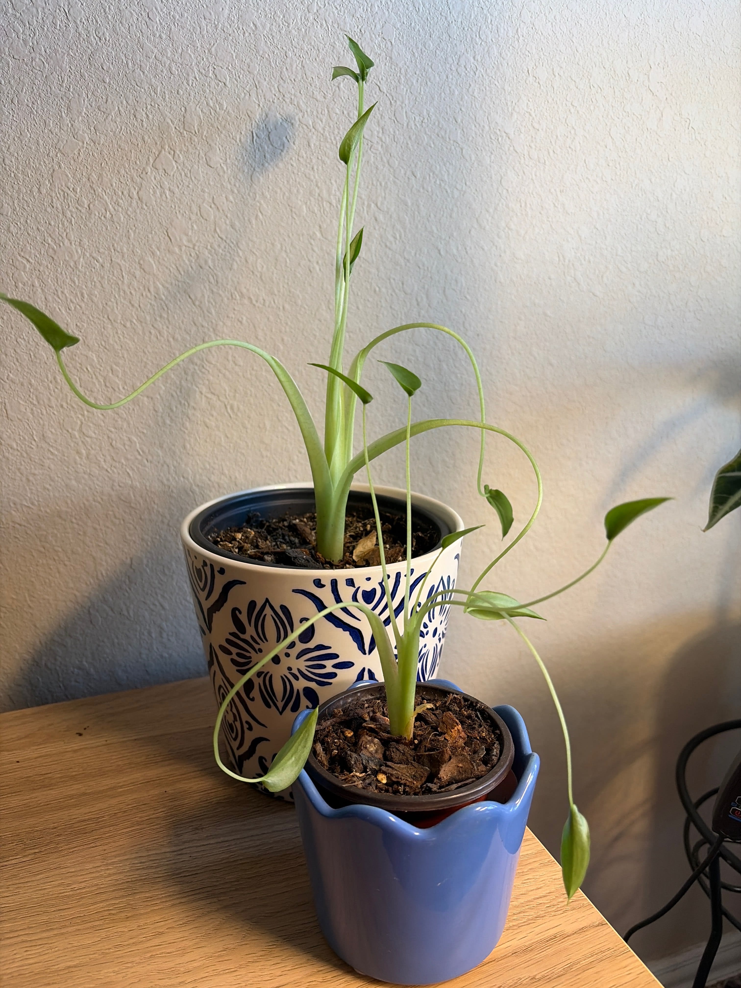 IMG_D3020032-59C9-44A9-93BE-E45211A4EB02_oowuwu