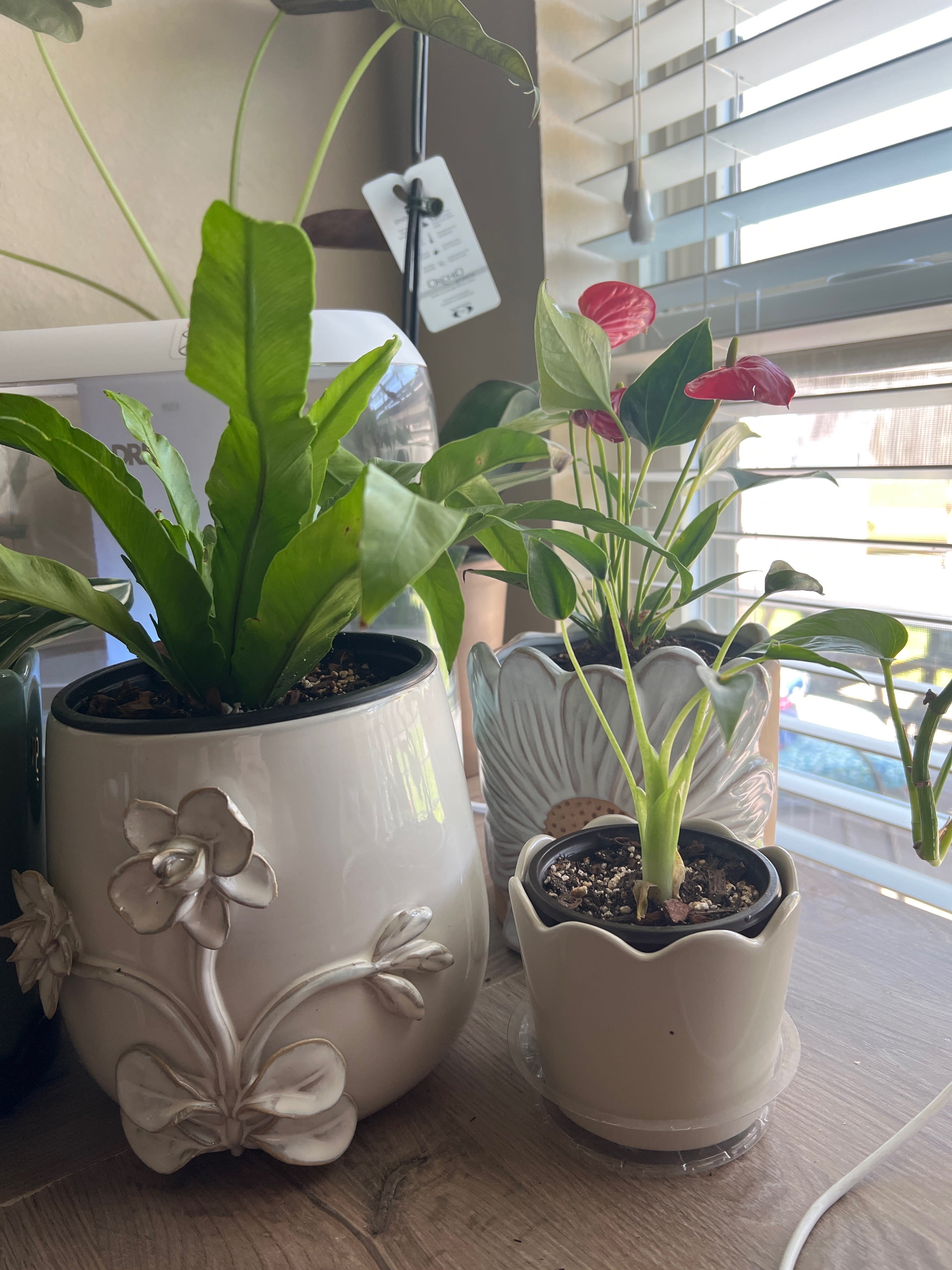 IMG_FA5F426C-BAC2-4BDB-B08C-9B4EDD3F836F_euxvid