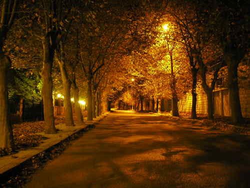 A quiet tree-lined street at night under the glow of yellow street lamps