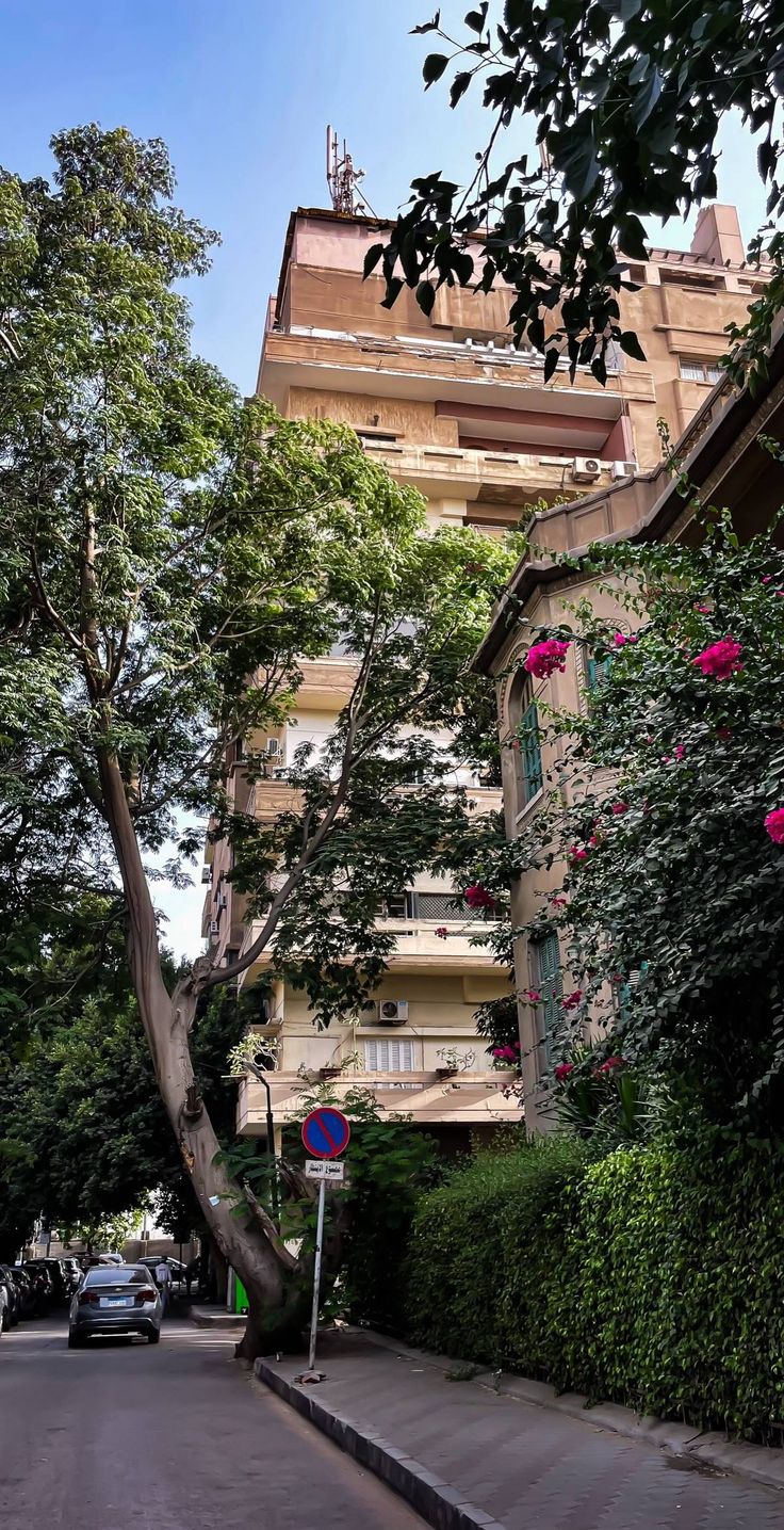 The same quiet street from further down, cars parked along the kerb beneath the bougainvillea