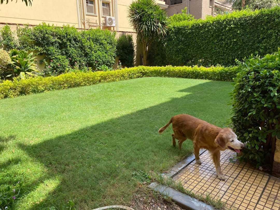 Semi Furnished Ground-Floor For Rent In Degla El Maadi|200m².