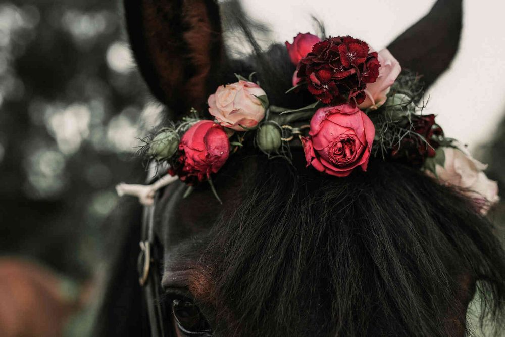 Horse Ranch wedding photo