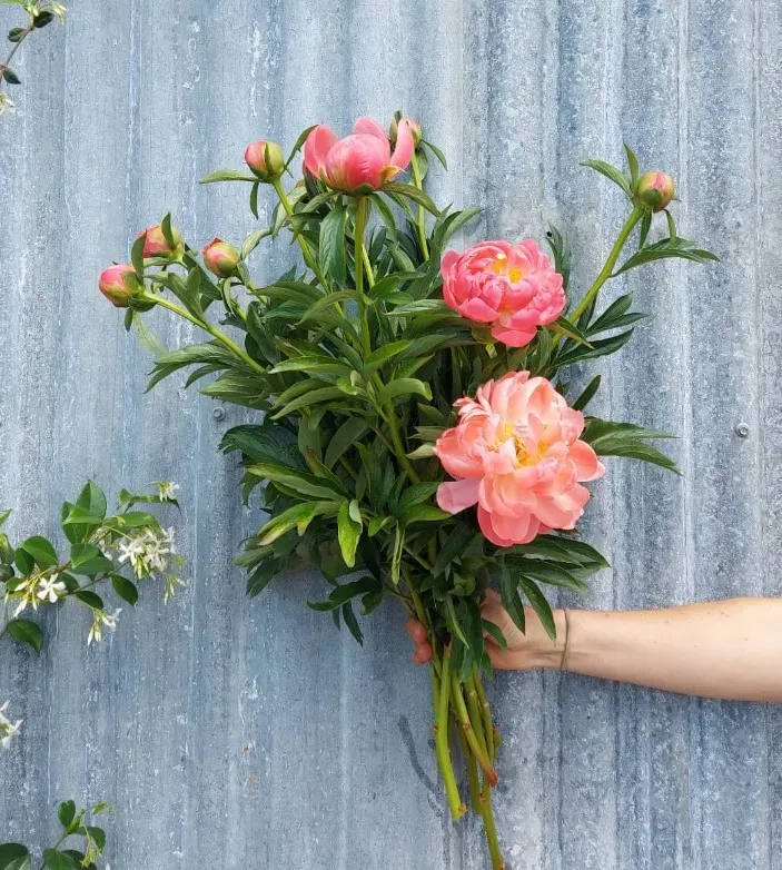 Wild flower 24