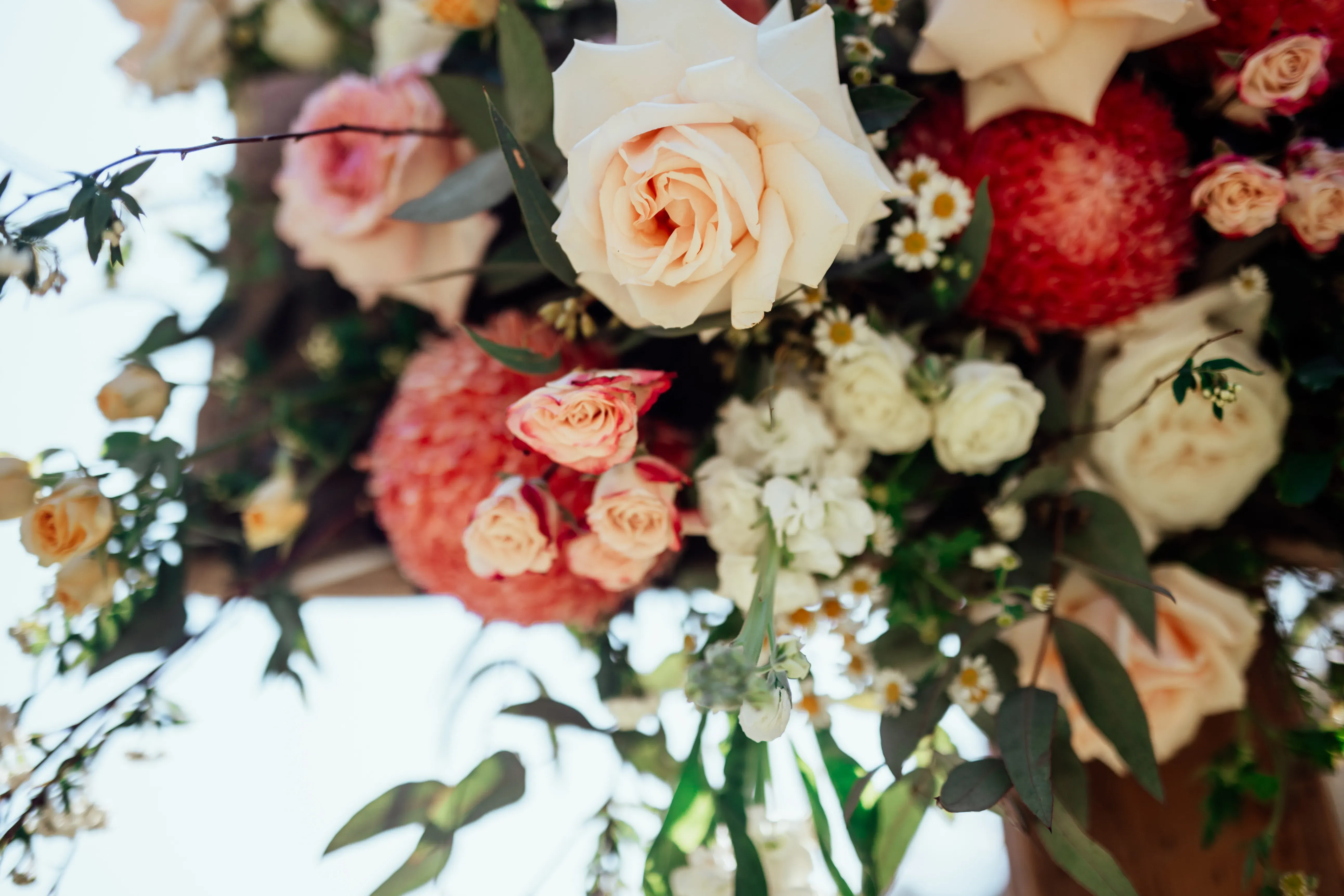 Wild flower 25