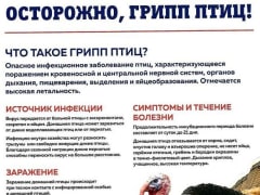 Осторожно, грипп птиц!