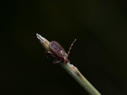 Онищенко напомнил об опасности заражения клещевым энцефалитом